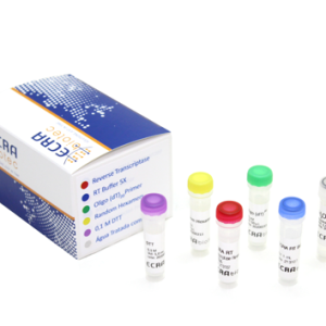 ECRA Transcriptase Reversa