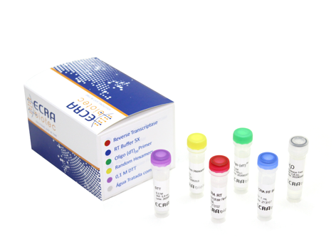 ECRA Transcriptase Reversa