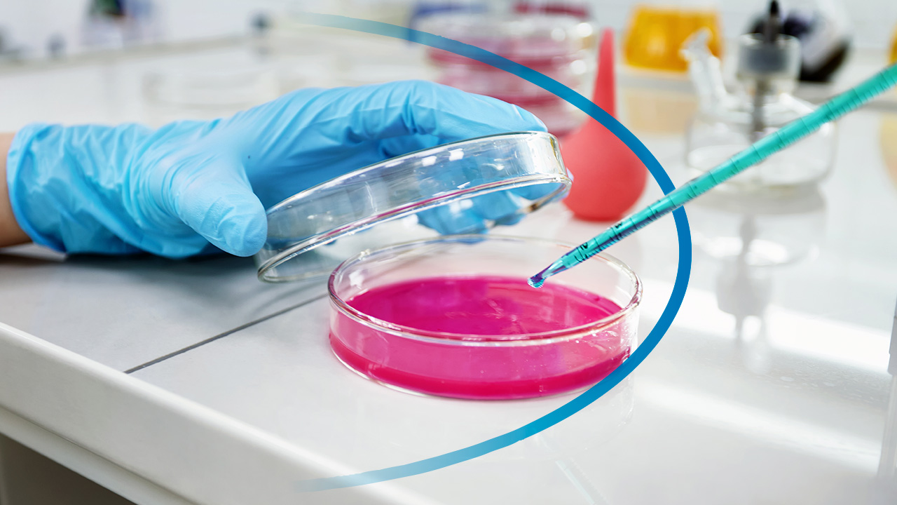 Técnico inoculando amostras em placas de Petri usando excelentes meios de cultura para microbiologia comprar distribuídos pela Sinergia Científica.
